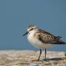 Gambecchio - Little stint (Calidris minuta)