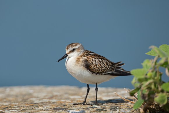 Gambecchio - Little stint (Calidris minuta)