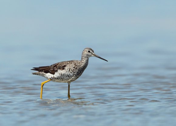 Totano zampegialle minore - Lesser yellowlegs (Tringa flavipes)