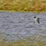 Mignattino - Black tern (Chlidonias niger)