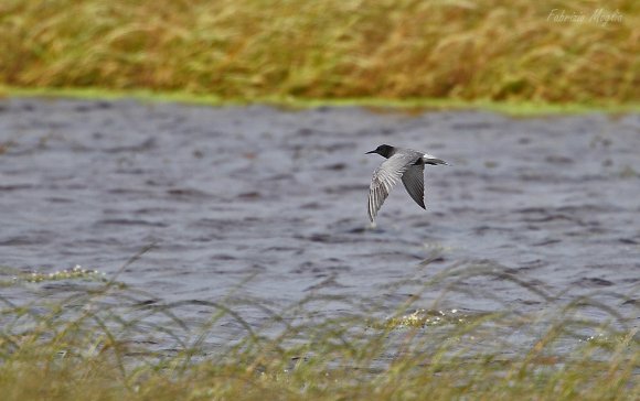 Mignattino - Black tern (Chlidonias niger)