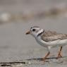 Corriere piccolo - Little ringed plover (Charadrius dubius)