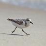 Piovanello tridattilo - Dunlin (Charadris alba)