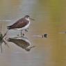 Piro piro boschereccio - wood sandpiper (Tringa glareola)