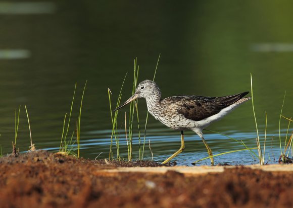 Pantana - Common Greenshank (Tringa nebularia)