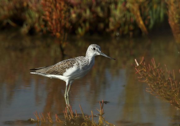 Pantana - Common Greenshank (Tringa nebularia)