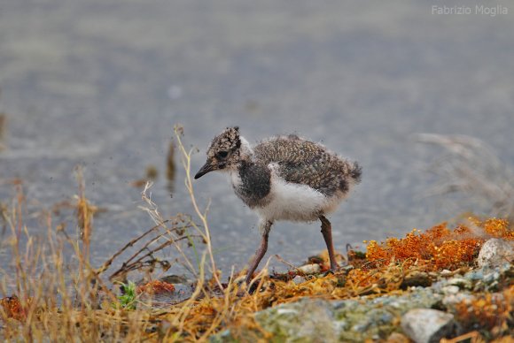 Pavoncella - Northern lapwing (Vanellus vanellus)