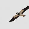 Pavoncella - Northern lapwing (Vanellus vanellus)