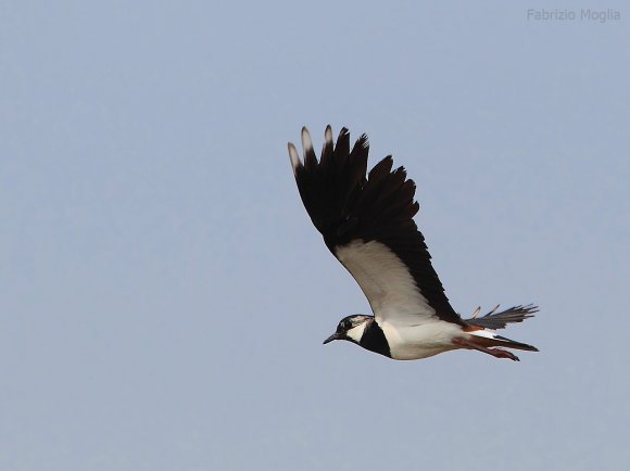 Pavoncella - Northern lapwing (Vanellus vanellus)