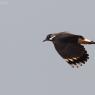 Pavoncella - Northern lapwing (Vanellus vanellus)