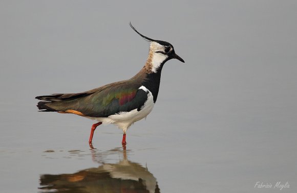 Pavoncella - Northern lapwing (Vanellus vanellus)