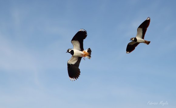 Pavoncella - Northern lapwing (Vanellus vanellus)