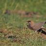 Pernice di mare - Common pratincole (Glareola pratincola)