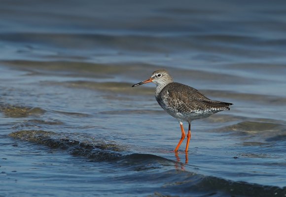 Pettegola - Redshank (Tringa totanus)