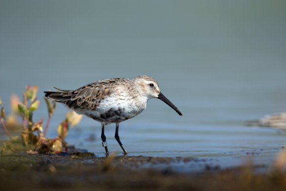 Piovanello pancianera - Dunlin (Calidris alpina)