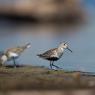 Piovanello pancianera - Dunlin (Calidris alpina)