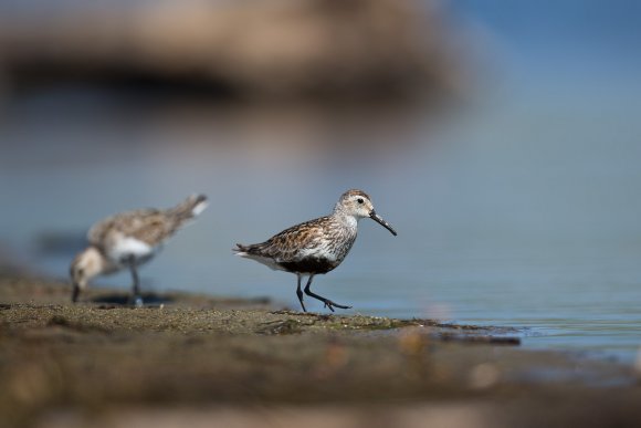 Piovanello pancianera - Dunlin (Calidris alpina)