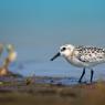 Piovanello tridattilo - Sanderling (Calidris alba)