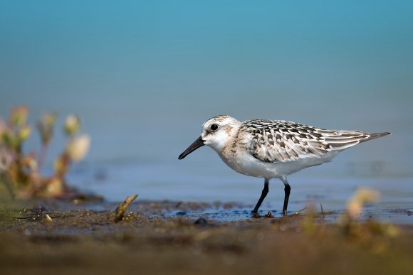 Piovanello tridattilo - Sanderling (Calidris alba)