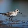 Piovanello pancianera - Dunlin (Calidris alpina)