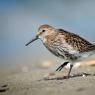 Piovanello pancianera - Dunlin (Calidris alpina)