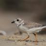 Corriere canoro - Piping plover (Charadrius melodus)