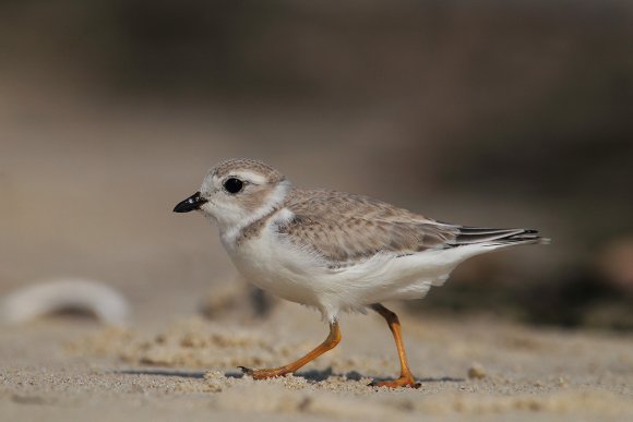 Corriere canoro - Piping plover (Charadrius melodus)