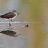 Piro piro boschereccio - Wood sandpiper (Tringa glareola)