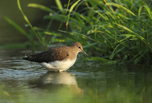Piro piro piccolo - Common sandpiper (Actitis hypoleucos)
