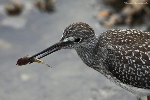 Piro piro boschereccio - Wood sandpiper (Tringa glareola)