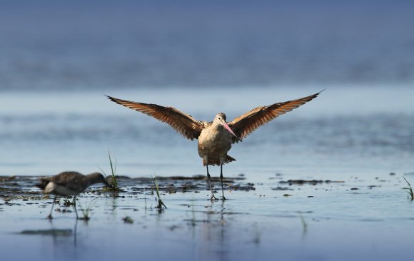 Pittima reale - Black tailed godwit (Limosa limosa)