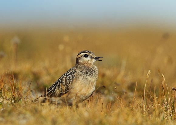 Piviere tortolino - Eurasian dotterel (Charadrius morinellus)