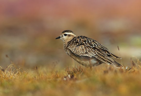 Piviere tortolino - Eurasian dotterel (Charadrius morinellus)