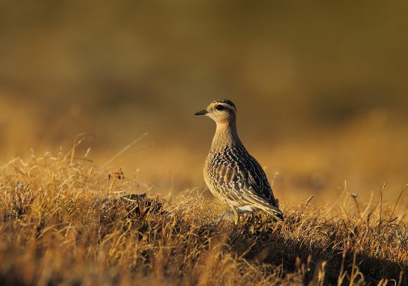 Piviere tortolino - Eurasian dotterel (Charadrius morinellus)