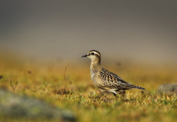 Piviere tortolino - Eurasian dotterel (Charadrius morinellus)