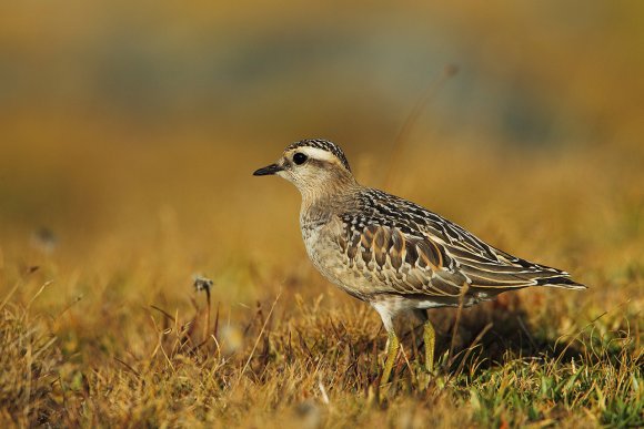 Piviere tortolino - Eurasian dotterel (Charadrius morinellus)