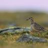 Piviere tortolino - Eurasian dotterel (Charadrius morinellus)