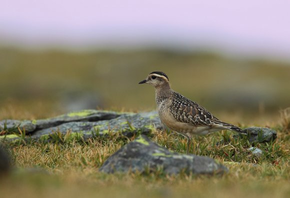 Piviere tortolino - Eurasian dotterel (Charadrius morinellus)