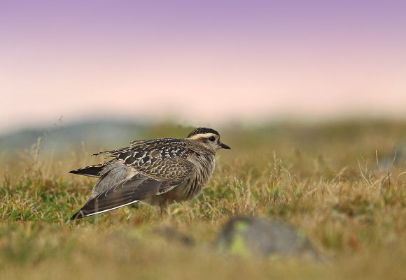 Piviere tortolino - Eurasian dotterel (Charadrius morinellus)