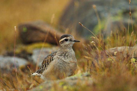 Piviere tortolino - Eurasian dotterel (Charadrius morinellus)