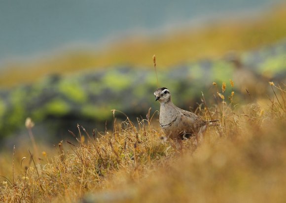 Piviere tortolino - Eurasian dotterel (Charadrius morinellus)