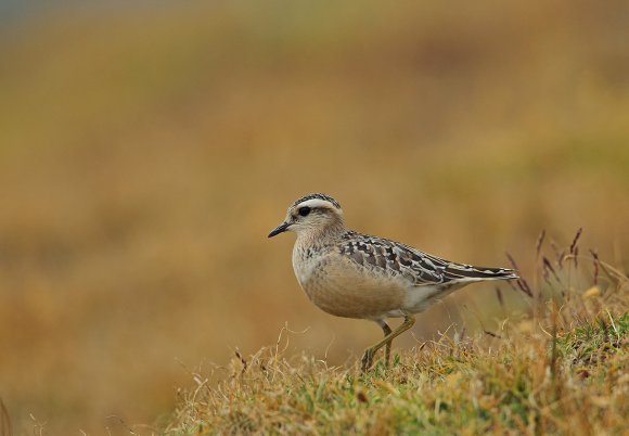 Piviere tortolino - Eurasian dotterel (Charadrius morinellus)