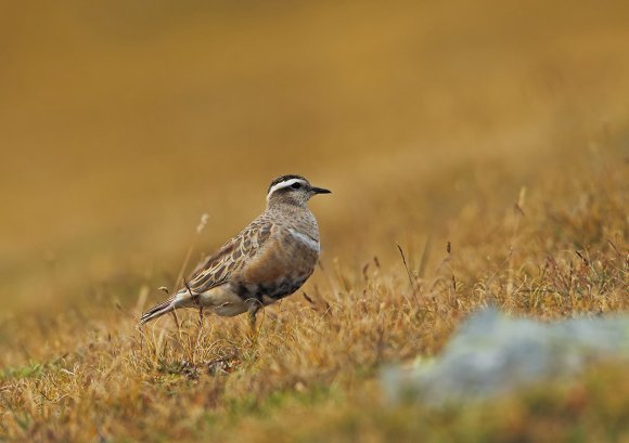 Piviere tortolino - Eurasian dotterel (Charadrius morinellus)