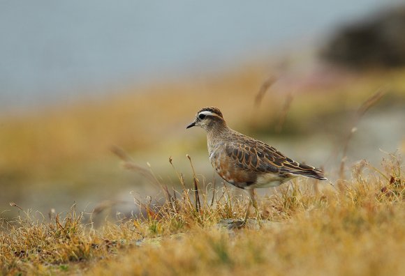 Piviere tortolino - Eurasian dotterel (Charadrius morinellus)