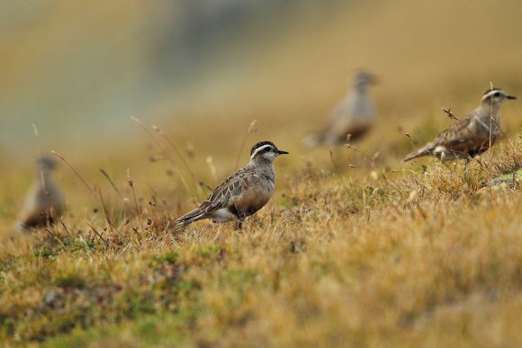 Piviere tortolino - Eurasian dotterel (Charadrius morinellus)