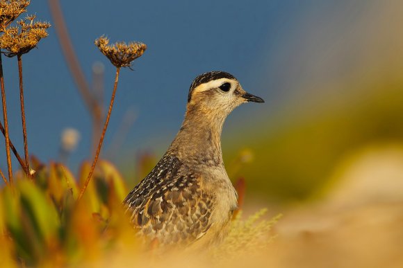 Piviere tortolino - Eurasian dotterel (Charadrius morinellus)