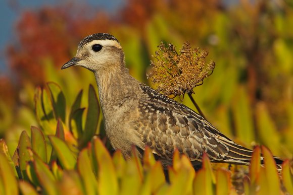 Piviere tortolino - Eurasian dotterel (Charadrius morinellus)