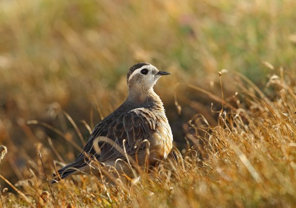 Piviere tortolino - Eurasian dotterel (Charadrius morinellus)