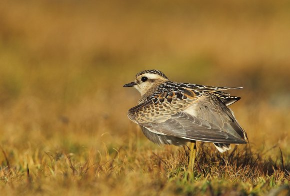 Piviere tortolino - Eurasian dotterel (Charadrius morinellus)