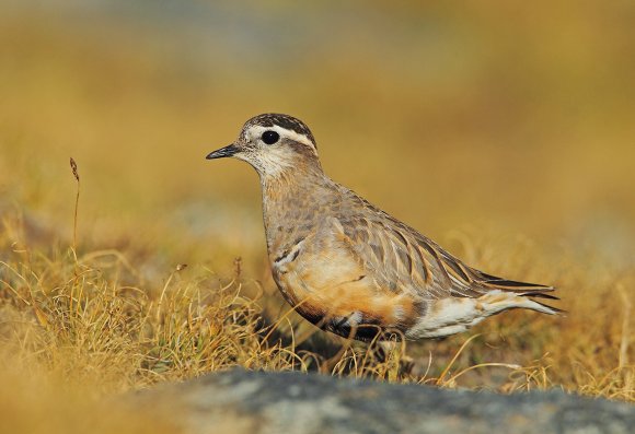 Piviere tortolino - Eurasian dotterel (Charadrius morinellus)